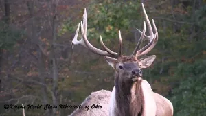 Elk Hunting Ohio