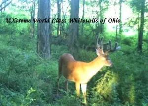 Ohio Whitetail Deer Hunting Trail Cam Picture