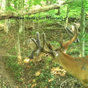 Ohio Whitetail Deer Hunting Trail Cam Picture