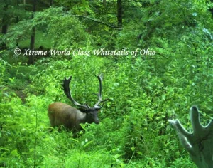 Ohio Whitetail Deer Hunting Trail Cam Picture