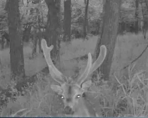 Ohio Whitetail Deer Hunting Trail Cam Picture