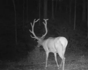 Ohio Whitetail Deer Hunting Trail Cam Picture