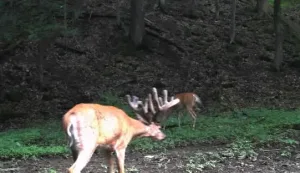 Ohio Whitetail Deer Hunting Trail Cam Picture