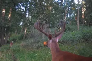 Ohio Whitetail Deer Hunting Trail Cam Picture