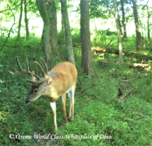 Ohio Whitetail Deer Hunting Trail Cam Picture