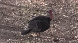 Turkey Hunting Ohio