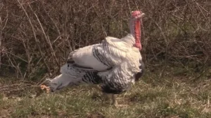 Turkey Hunting Ohio