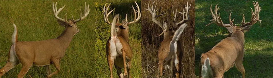 Whitetail Deer Hunting Ohio Corporate Family Packages Hunts Extreme World Class Whitetails