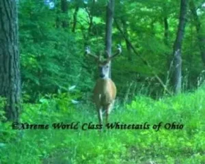 Ohio Whitetail Deer Hunting Trail Cam Picture