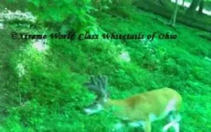 Ohio Whitetail Deer Hunting Trail Cam Picture