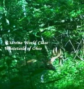 Ohio Whitetail Deer Hunting Trail Cam Picture