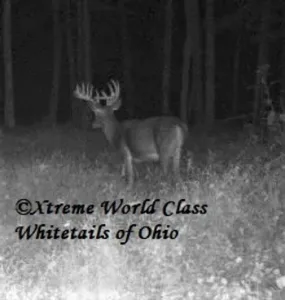 Ohio Whitetail Deer Hunting Trail Cam Picture