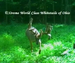 Ohio Whitetail Deer Hunting Trail Cam Picture