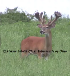 Ohio Whitetail Deer Hunting Trail Cam Picture