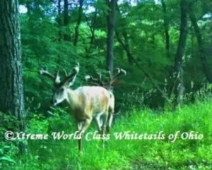 Ohio Whitetail Deer Hunting Trail Cam Picture