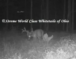 Ohio Whitetail Deer Hunting Trail Cam Picture
