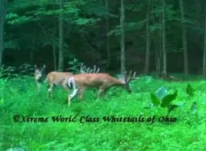 Ohio Whitetail Deer Hunting Trail Cam Picture