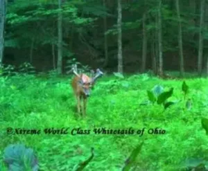 Ohio Whitetail Deer Hunting Trail Cam Picture