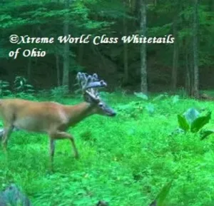 Ohio Whitetail Deer Hunting Trail Cam Picture