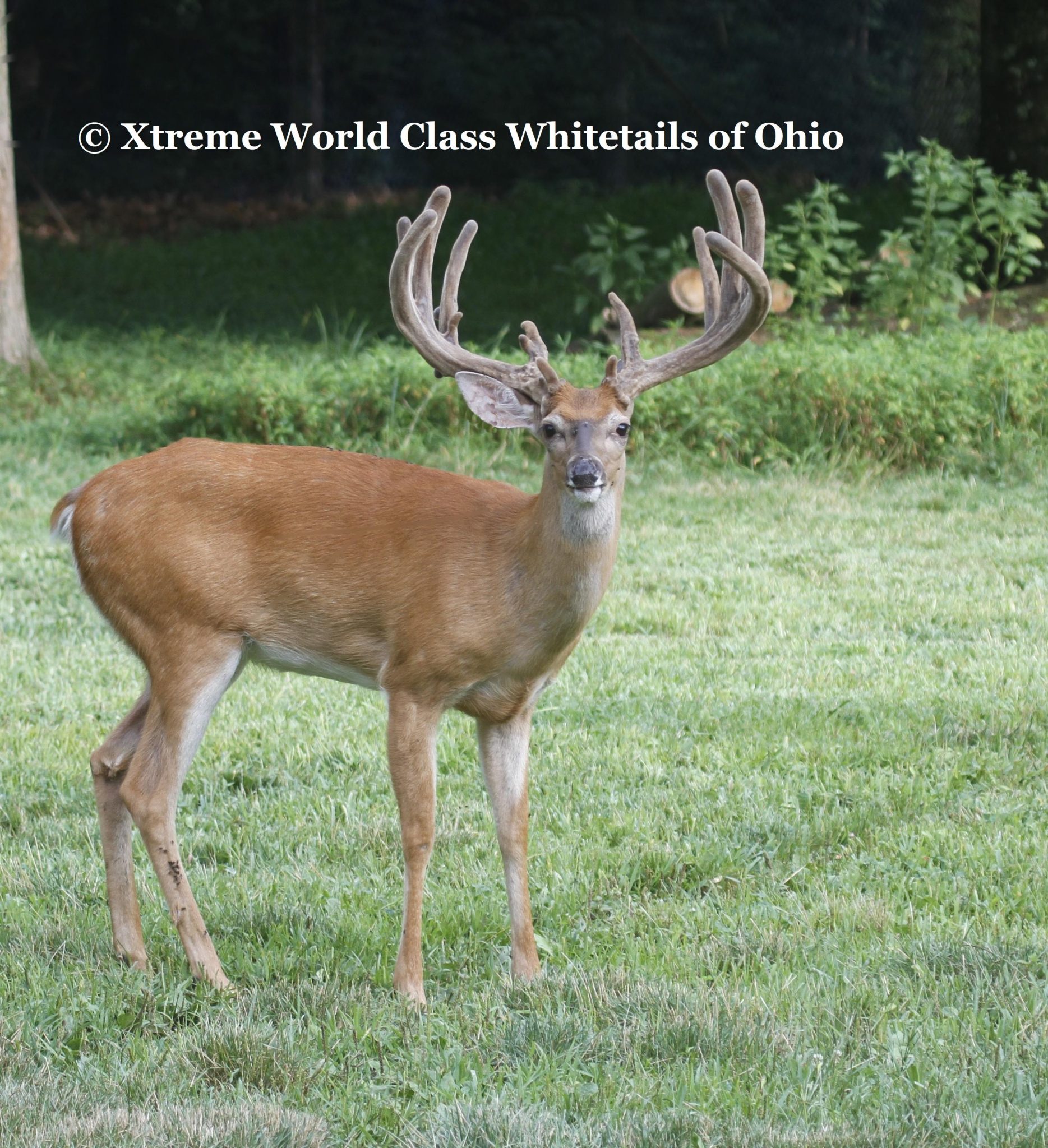 Extreme Whitetail Guided World Record Deer Hunting Ohio Extreme World