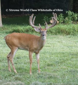 Extreme Whitetail Guided World Record Deer Hunting Ohio