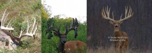 Whitetail Deer Hunting Ohio Corporate Packages Hunts Extreme World Class Whitetails