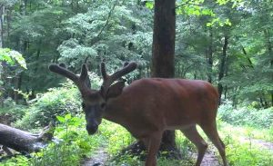 Whitetail Deer Hunting Ohio High Fence 2024