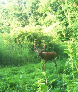 Whitetail Deer Hunting Ohio High Fence 2024