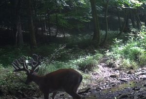 Whitetail Deer Hunting Ohio High Fence 2024