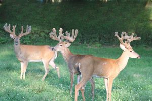 Trail Cam Whitetail Deer Hunting Ohio High Fence