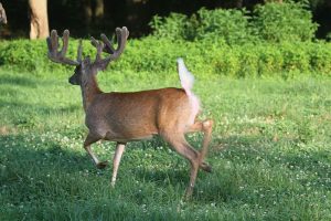Trail Cam Whitetail Deer Hunting Ohio High Fence