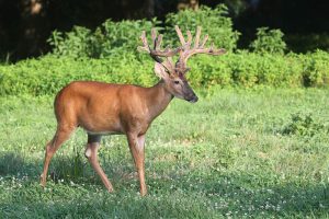 Trail Cam Whitetail Deer Hunting Ohio High Fence