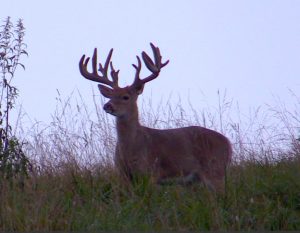 Trail Cam Whitetail Deer Hunting Ohio High Fence