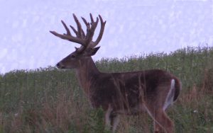 Trail Cam Whitetail Deer Hunting Ohio High Fence