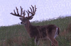 Trail Cam Whitetail Deer Hunting Ohio High Fence