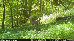 Trail Cam Whitetail Deer Hunting Ohio High Fence