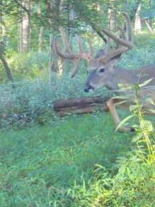 Trail Cam Whitetail Deer Hunting Ohio High Fence