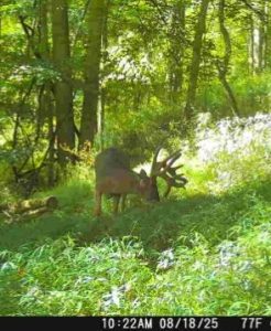 Trail Cam Whitetail Deer Hunting Ohio High Fence