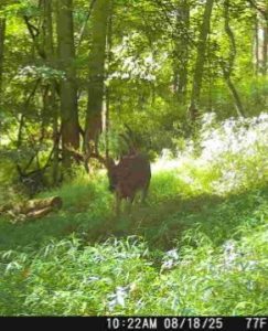 Trail Cam Whitetail Deer Hunting Ohio High Fence