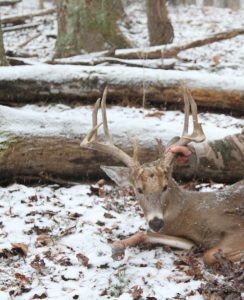 Whitetail Hunting Outfitters Ohio